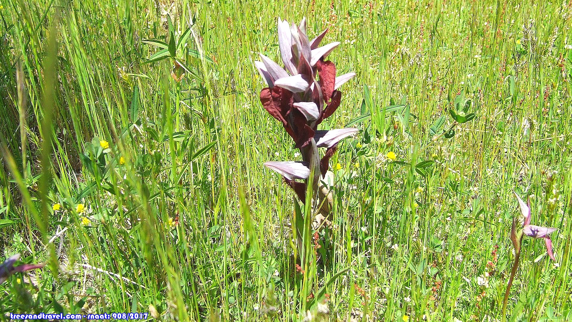 Equinócio da Primavera