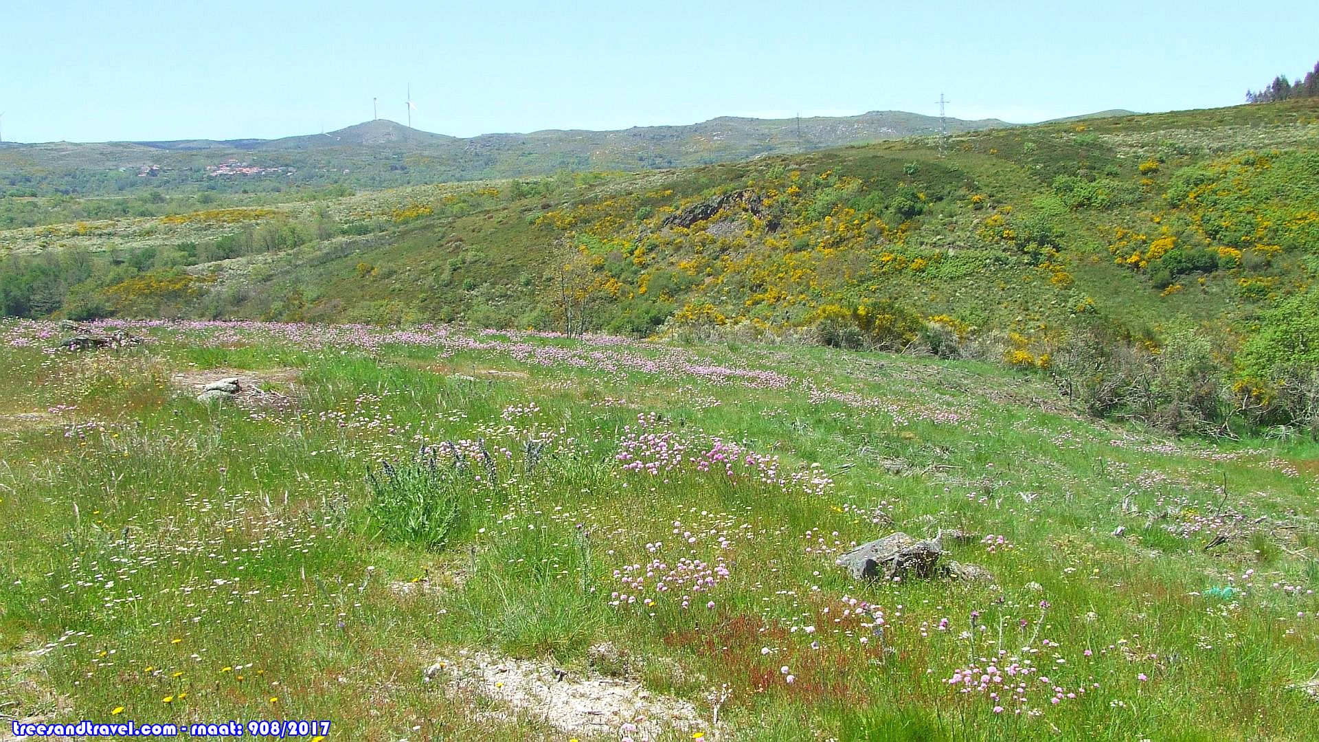Orquídeas Selvagens - Serra Montemuro