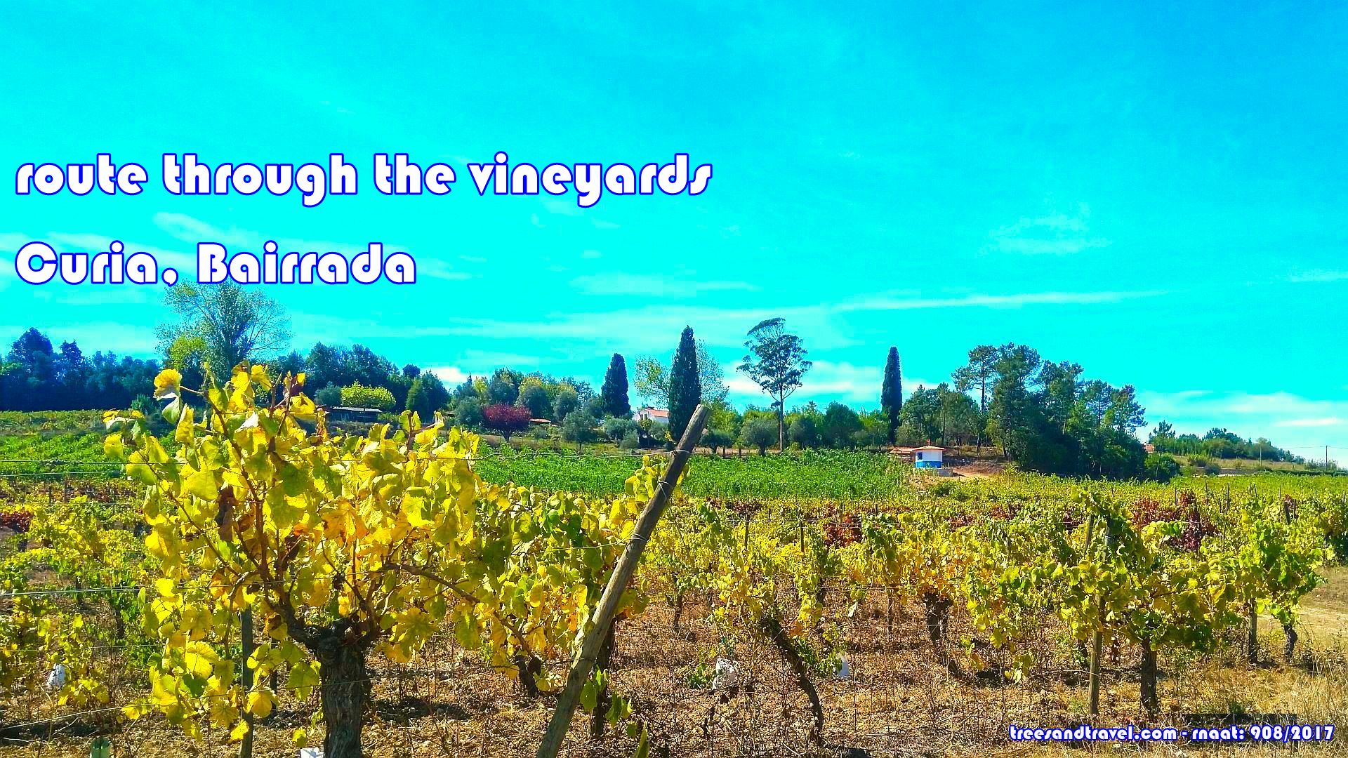 Bairrada Vineyards Route and Sparkling Wine and Suckling Pig Festival
