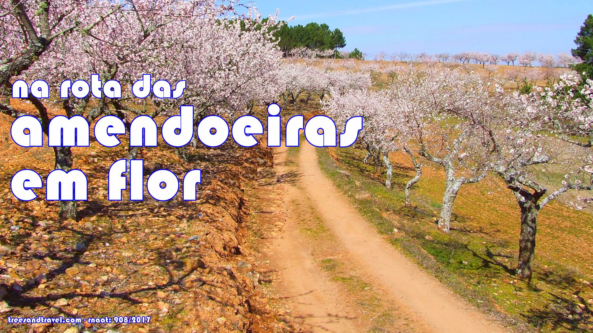 Amendoeiras em Flor - Foz Côa