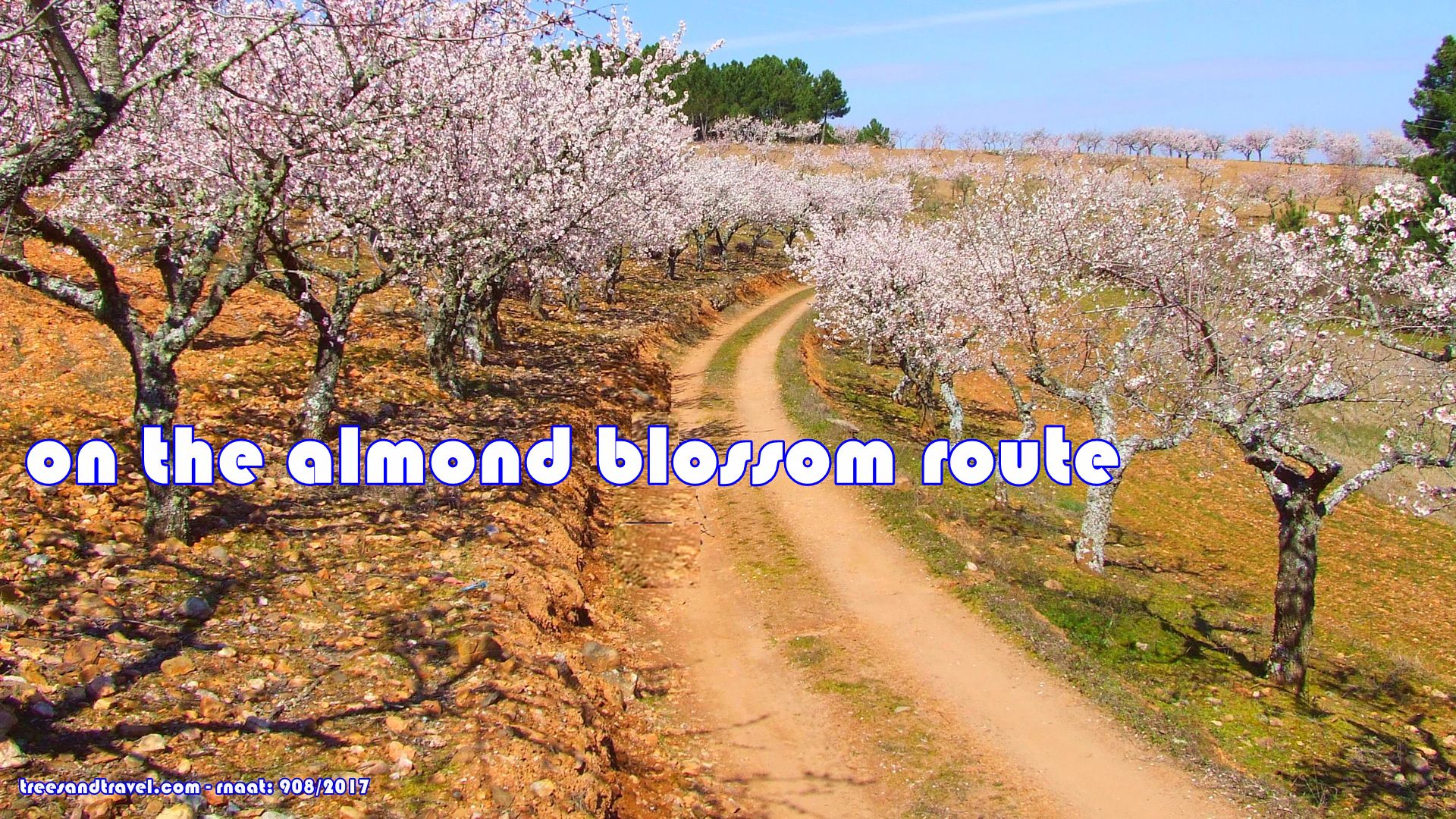 almond trees in bloom - Foz Côa