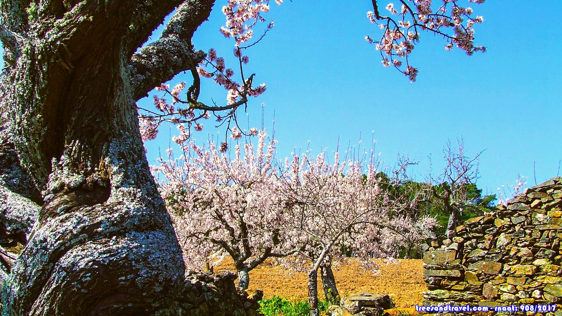 rainha da amendoeira