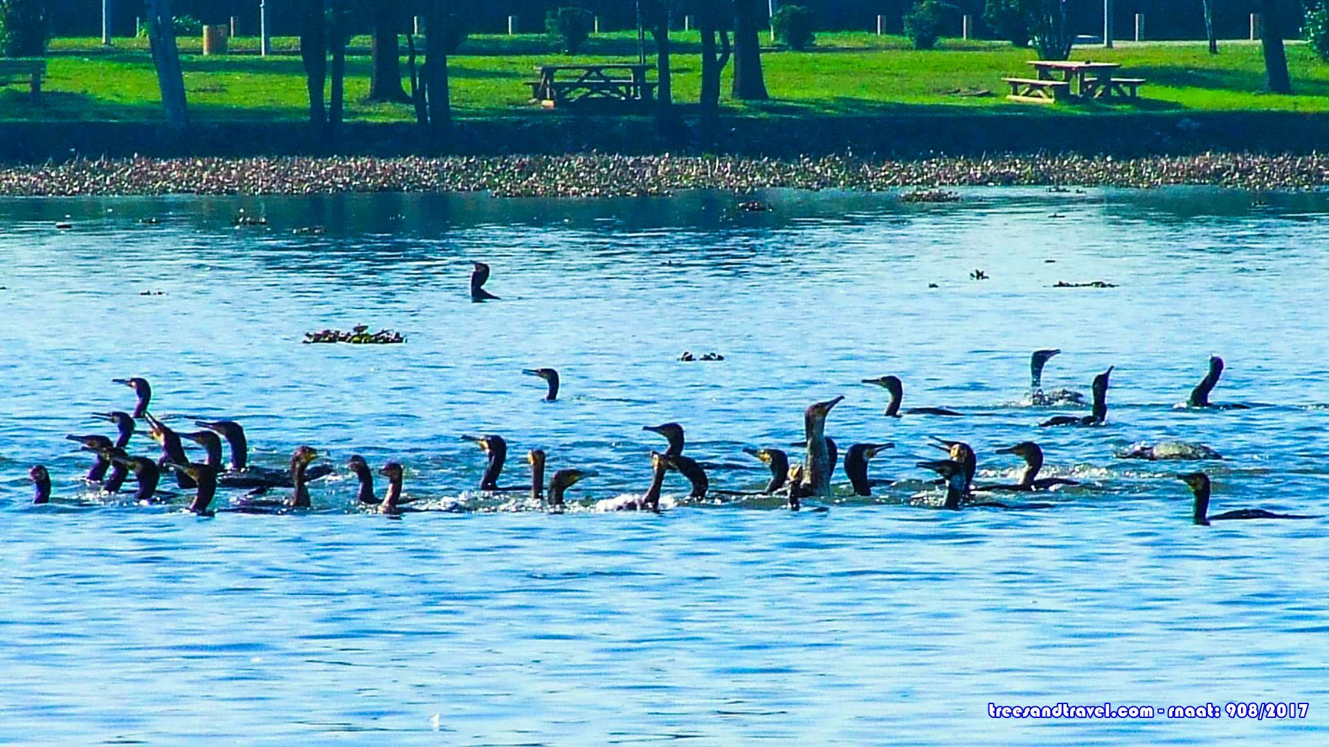 dia da vida selvagem